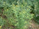 Hypericum punctatum